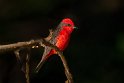 095 Noord Pantanal, rode tiran